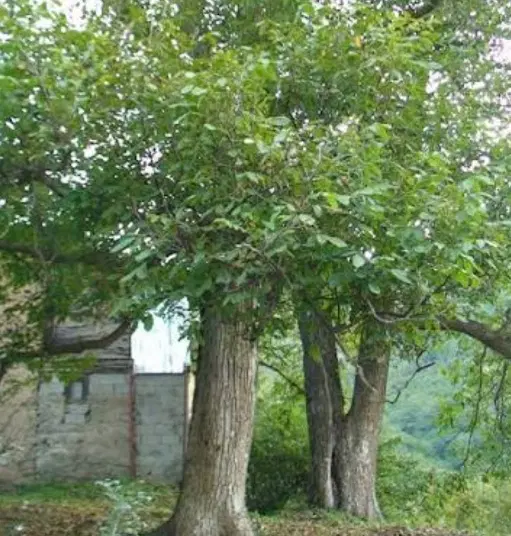فروش خانه روستایی