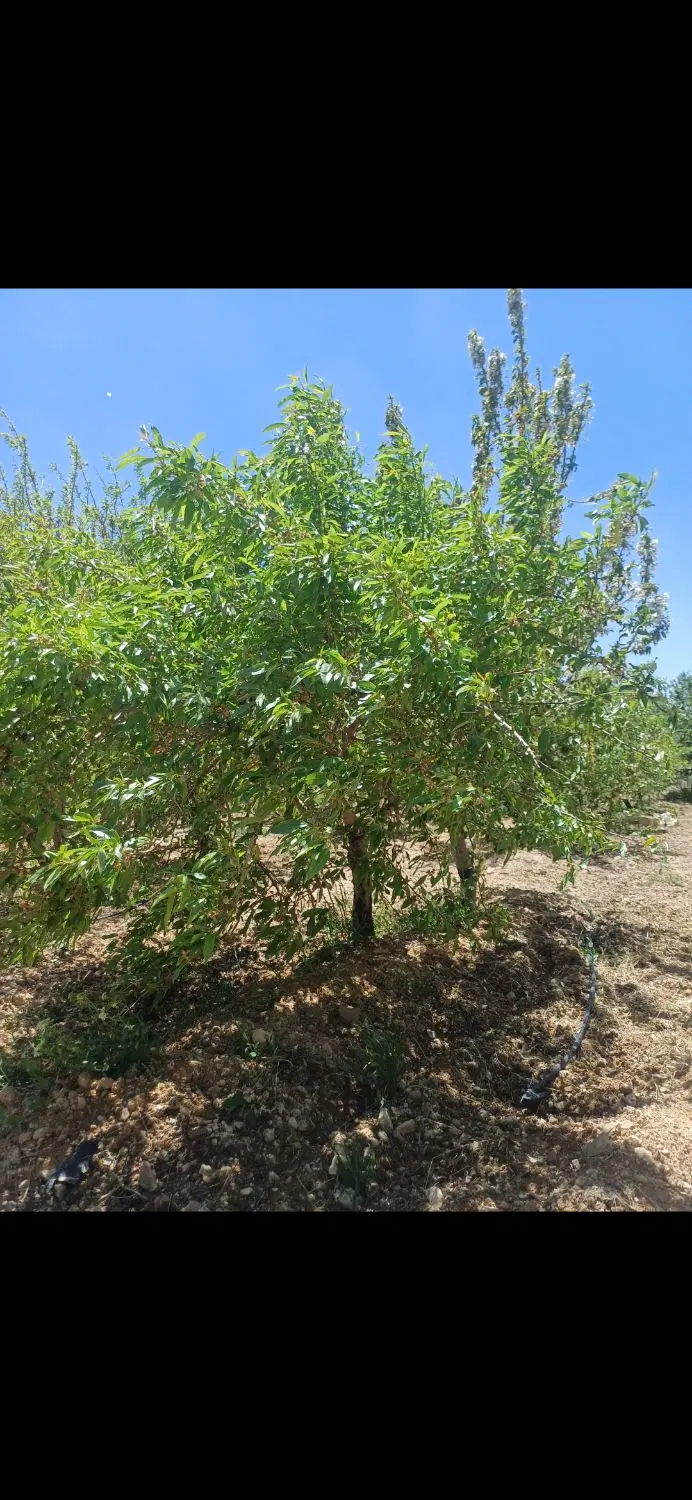 زمین کشاورزی