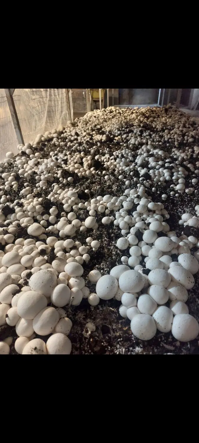 اجاره پرورش قارچ