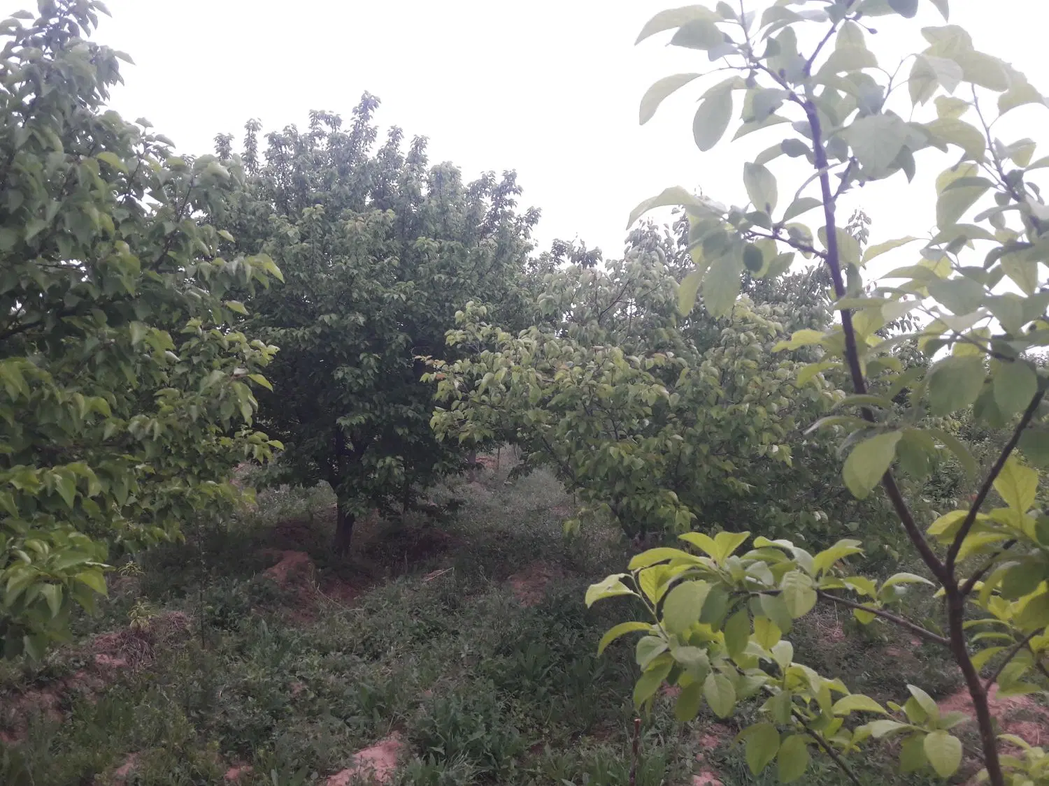 باغ به متراژ  ۲۰۰۰متر مربع جاده دشت سوقند