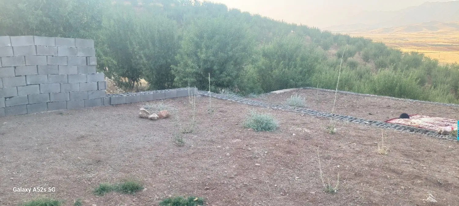 باغ درخت بادام واقع در روانسرروستای کانی کچکینه