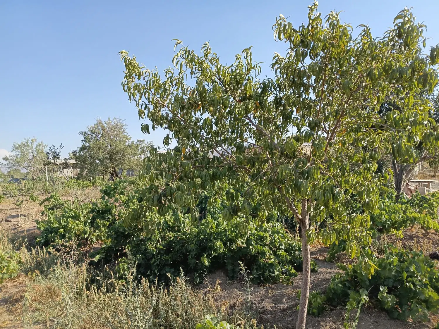 دوتا۴۰۰متری باغ مرزیجران یدونه تکمیل قیمت استثنایی