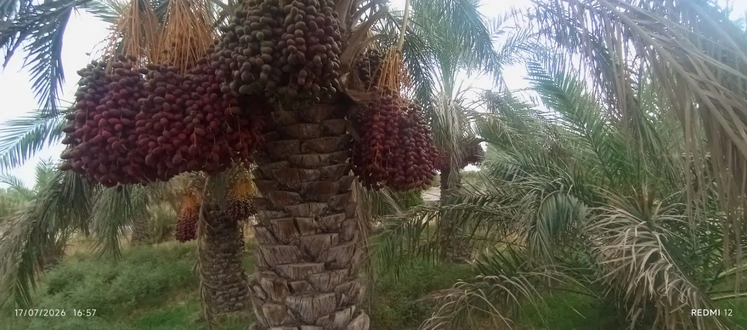 فروش باغ