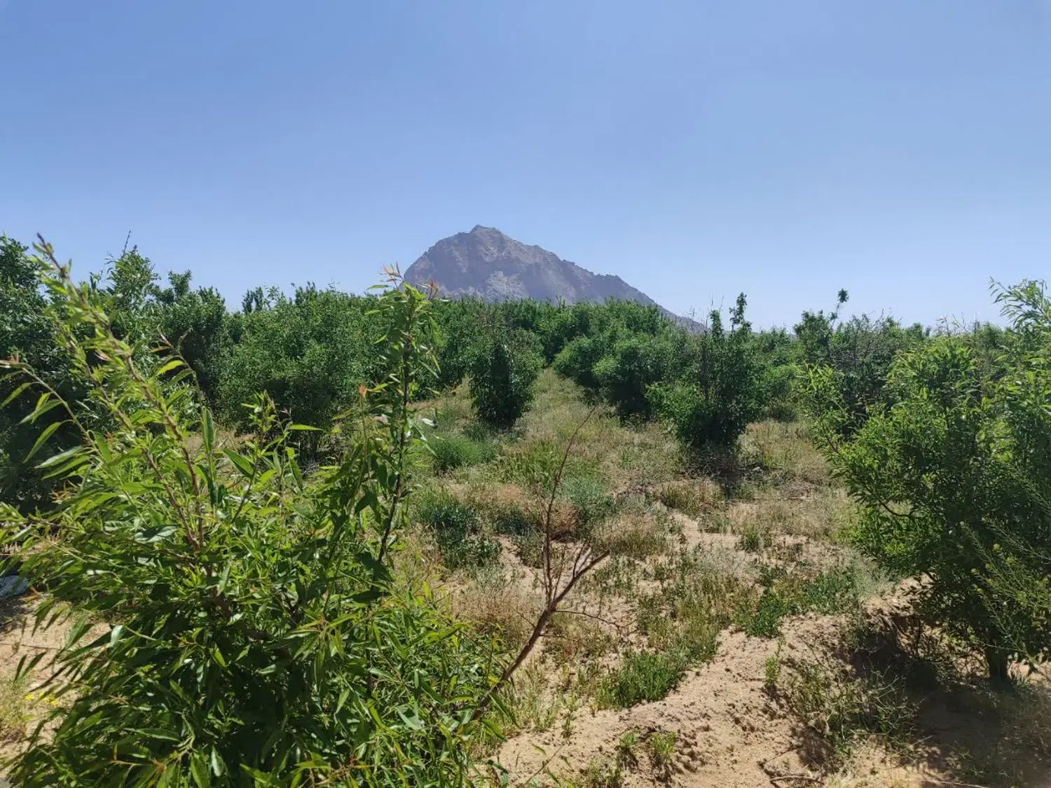 ۹۰۰ متر زمین باغی با آب فقط ۴۰۰ میلیون تومان
