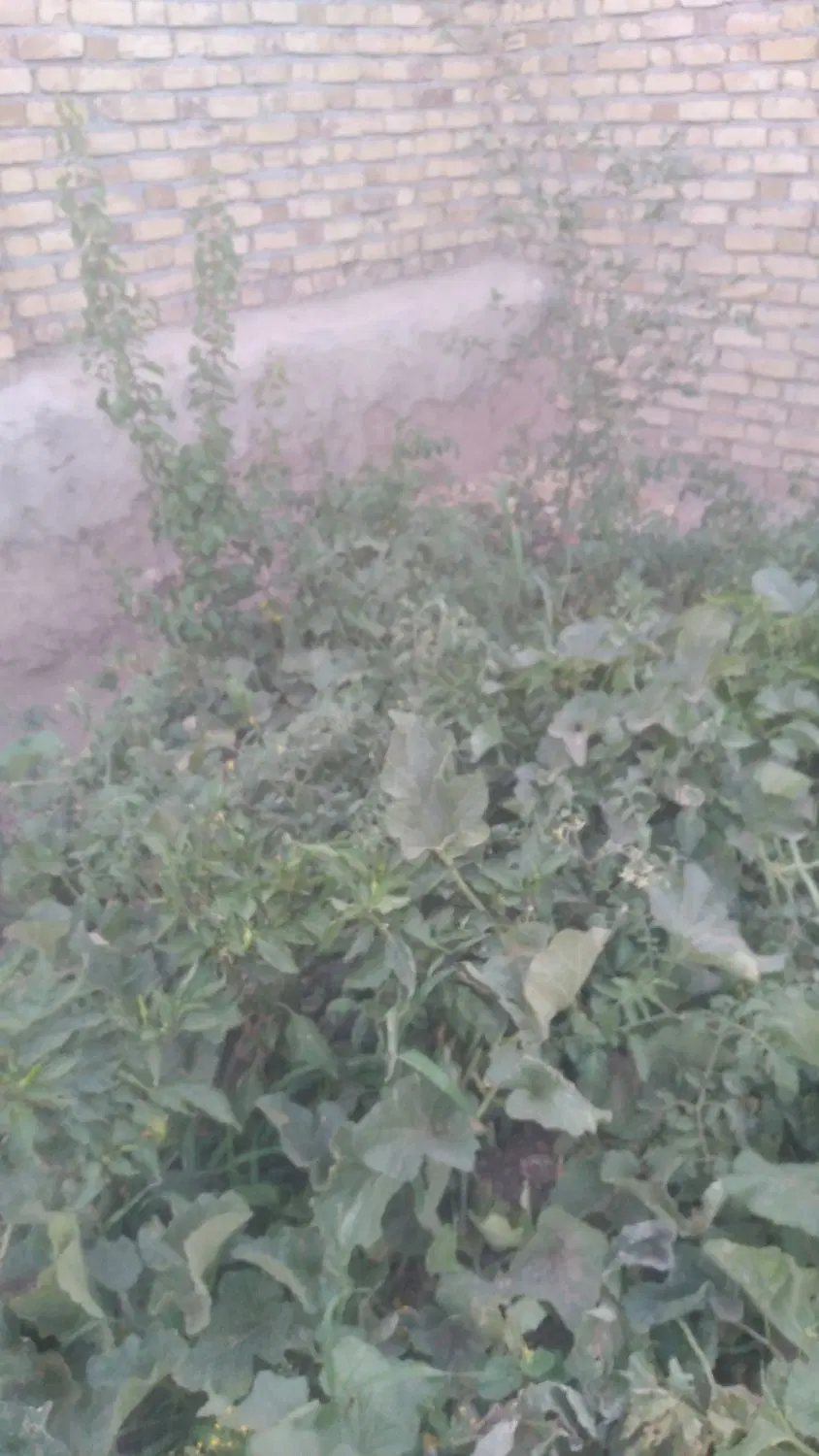 خانه ویلایی جایی خوش اب و هوا خنک در قزوین