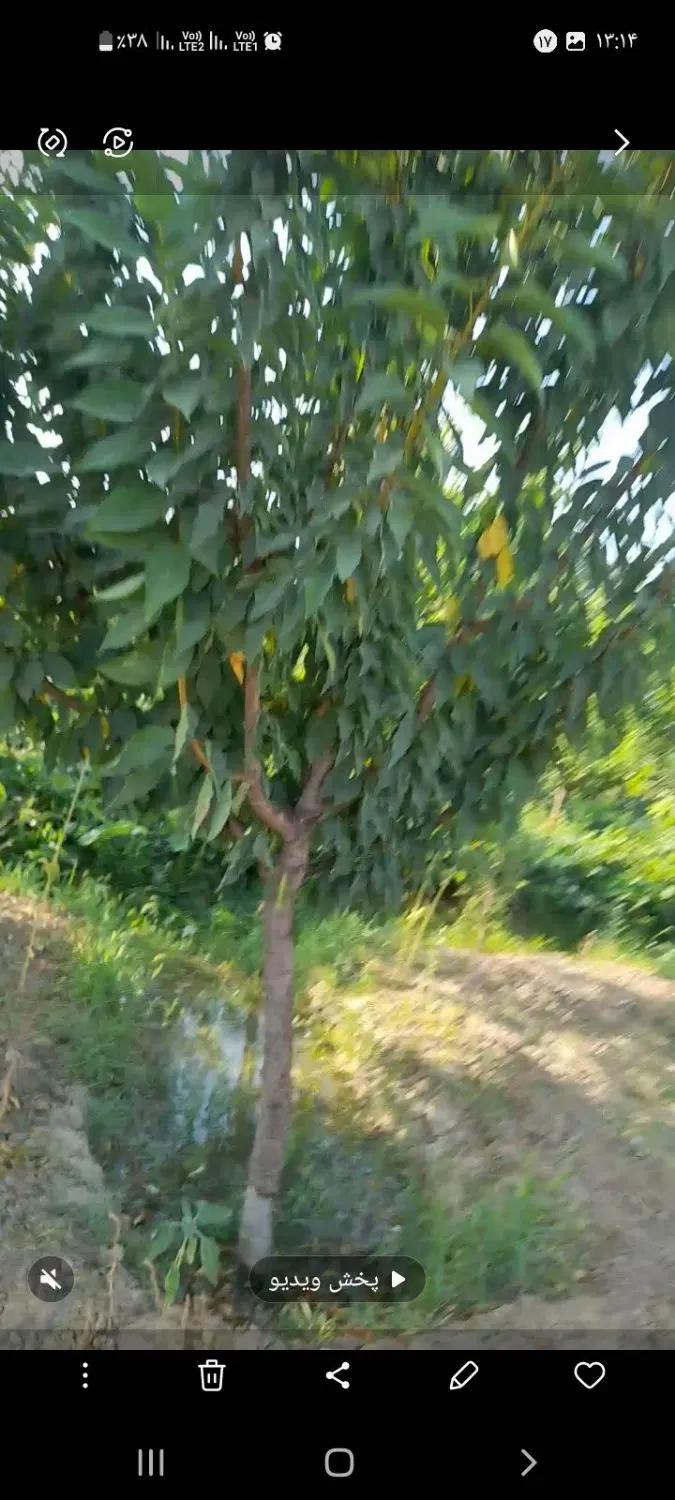 ۱۵۰۰ متر باغ انگور و میوه