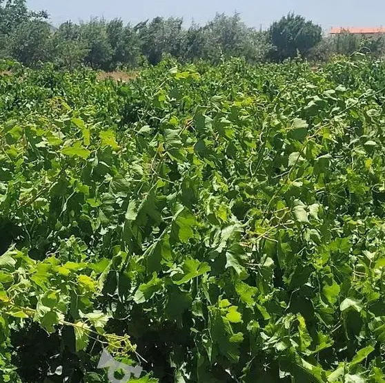 تفکیکی باغ زرقان