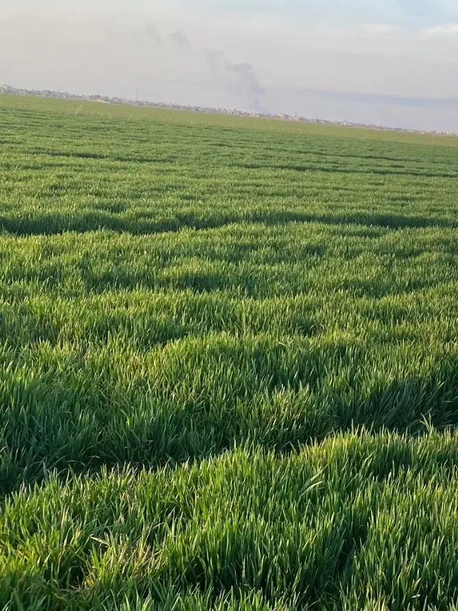 اجاره دو هکتار به سیر در کانال L قوجه بیگلو
