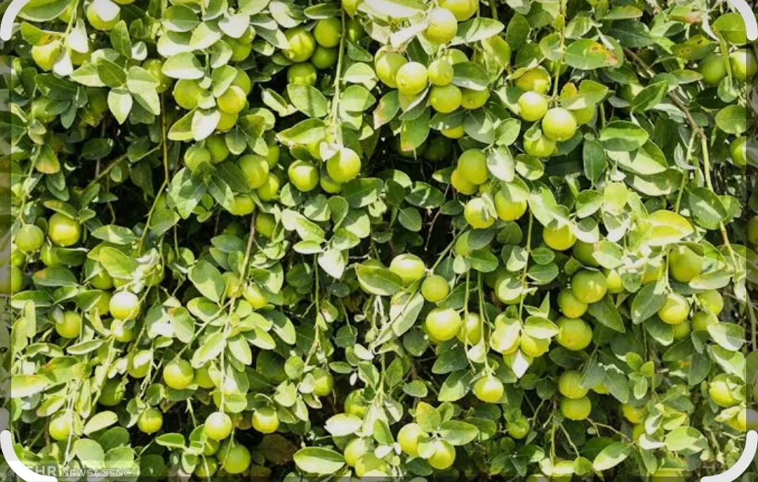 فروش یه هکتار باغ لیمو ترش ده ساله