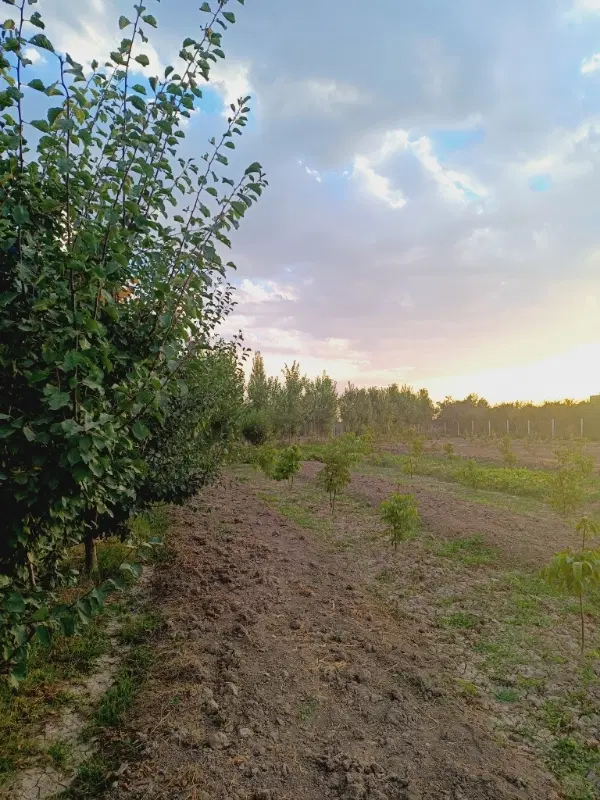 زمین کشاورزی به متراژ ۲۰۰۰ متر نزدیک به شهر