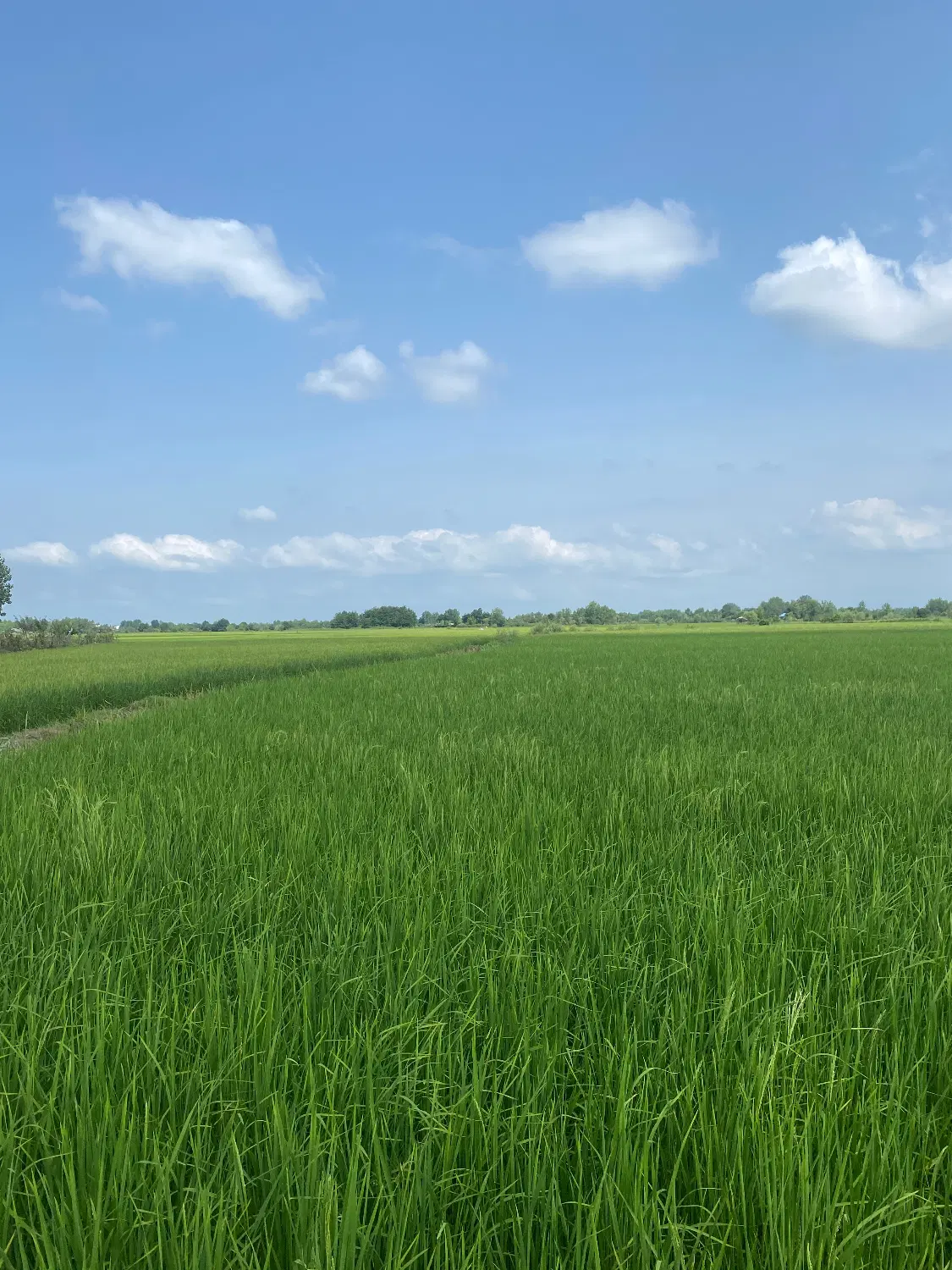 زمین شالیزار روستای طش پشت فرودگاه