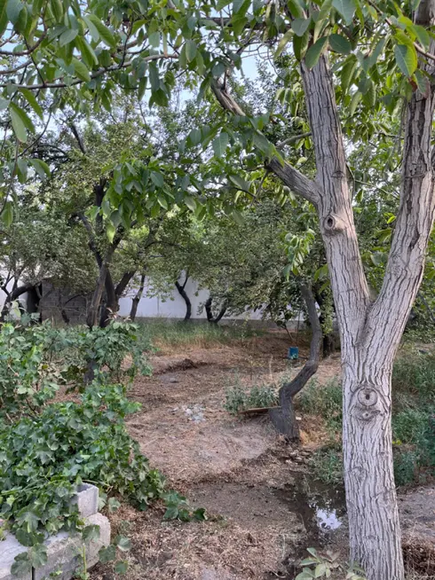 باغ جنگلی آماده ساخت بدون مشکل جهاد (صالح آباد)