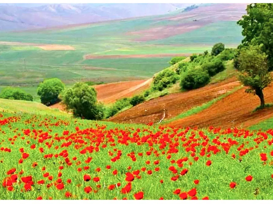 زمین دشتی ۳۵۰متری تلخ آباد بالا