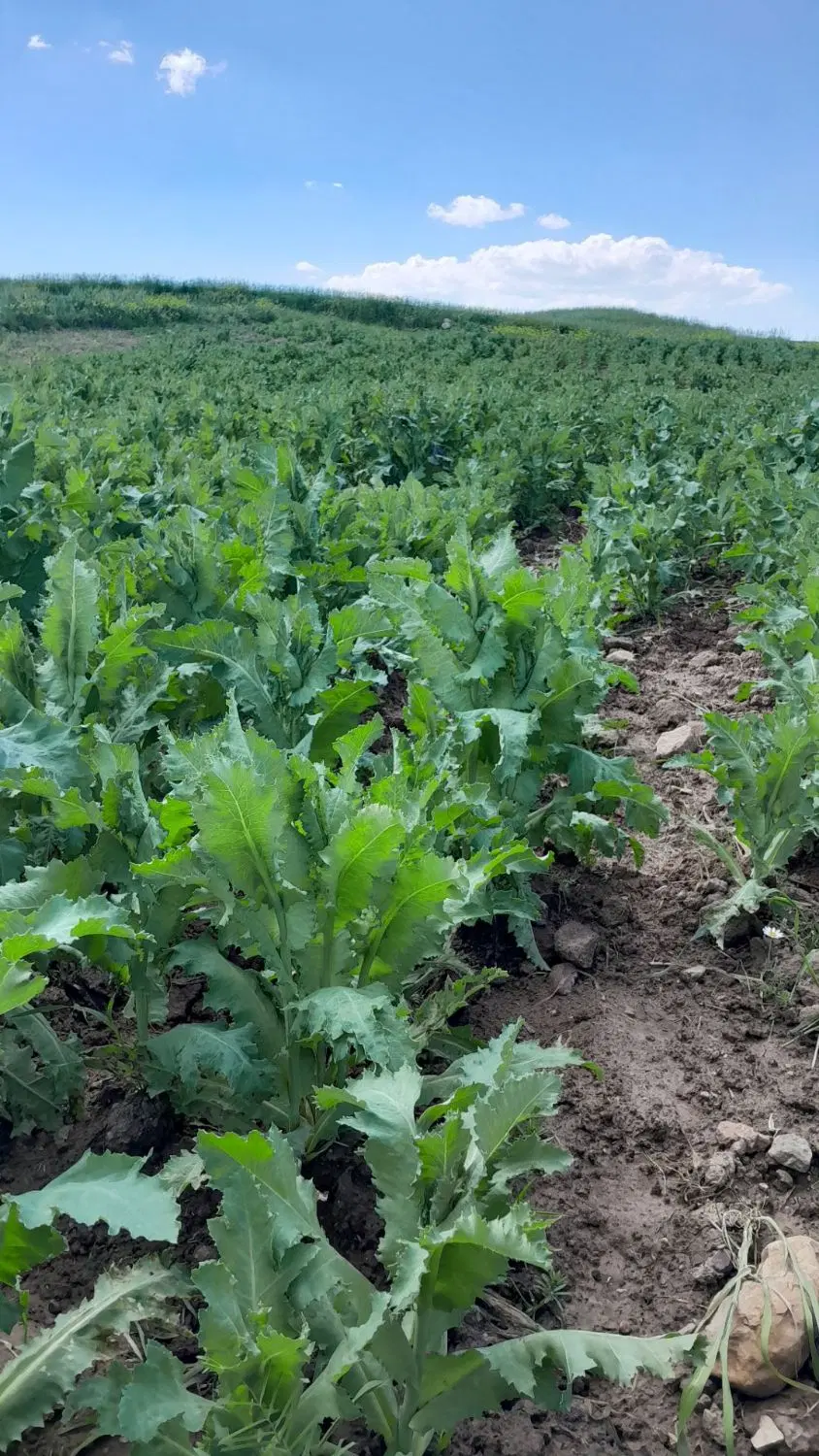 کشاورزی میخرم