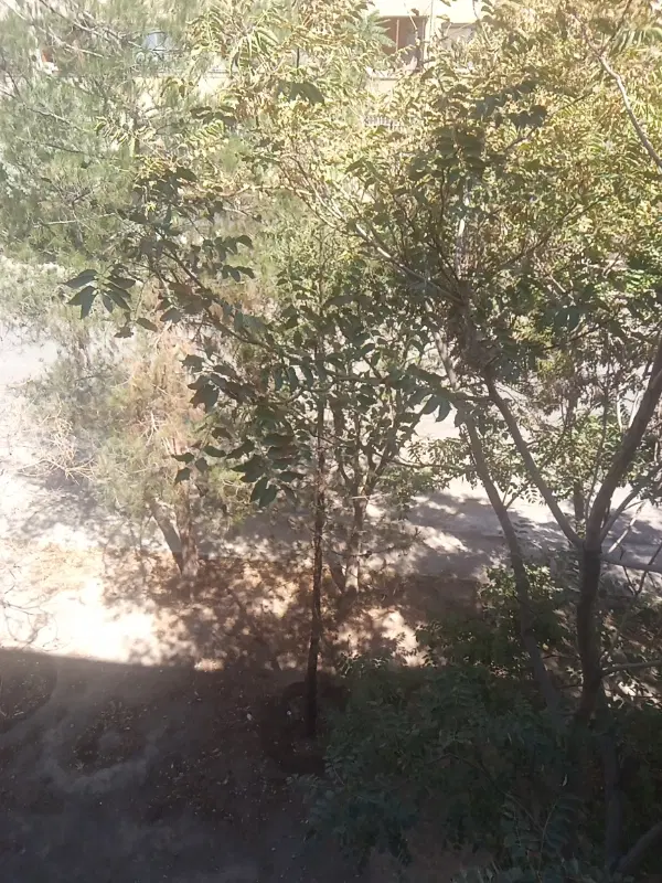 1250متر باغچه