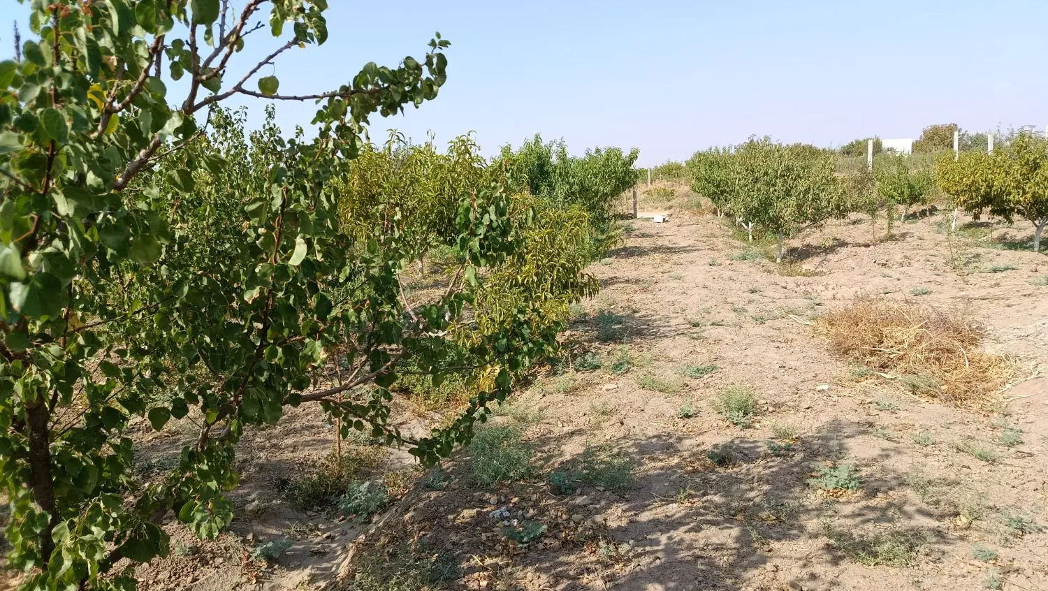 باغ و باغچه