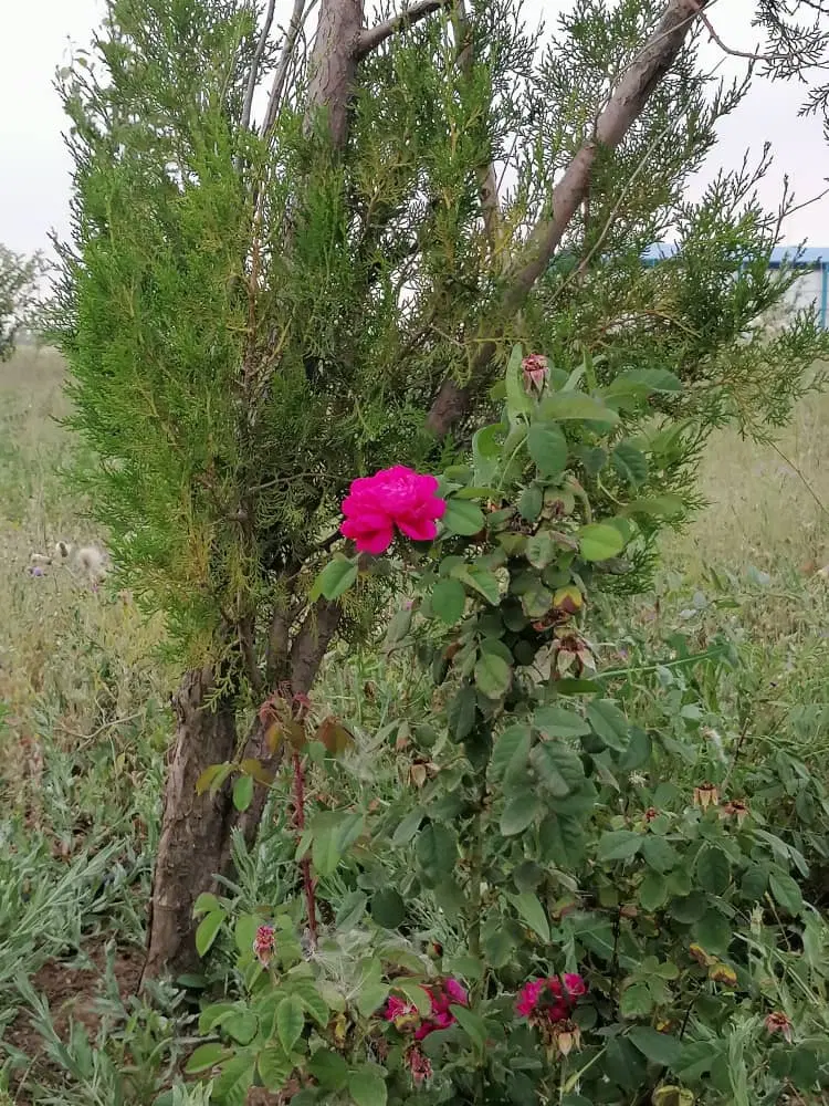 زمین باغ ۳ ساله