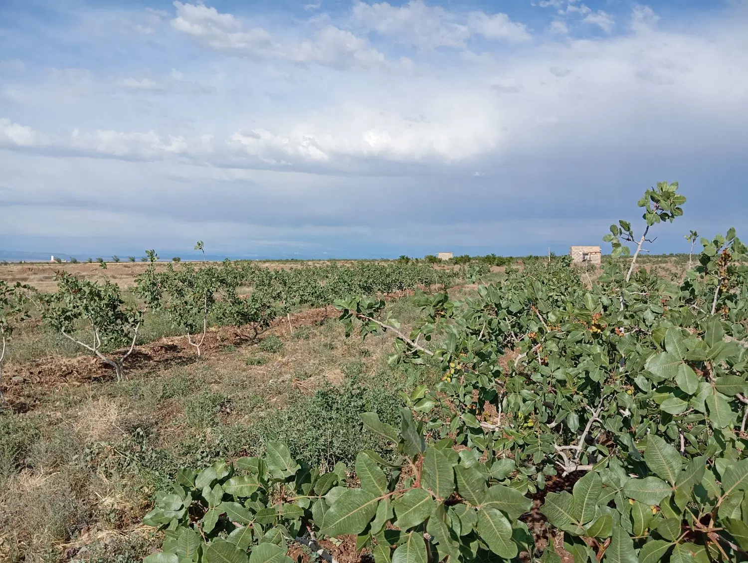 باغ پسته با یک ساعت آب و خونه