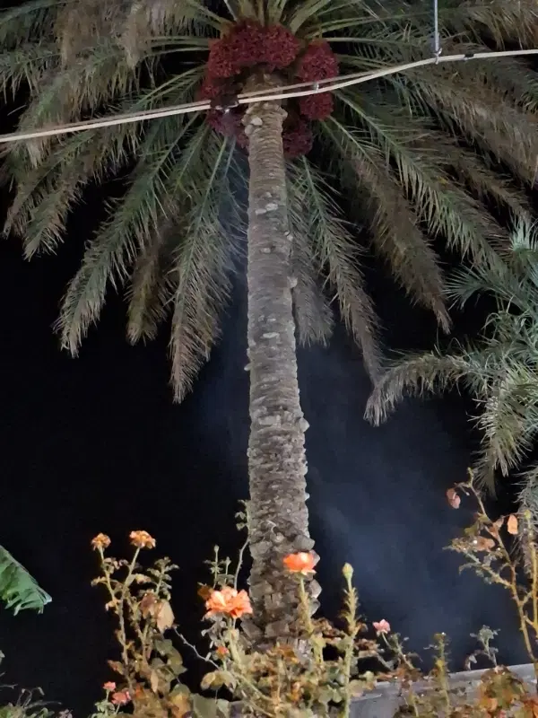 سلام فروش 250 متر زمین مسکونی