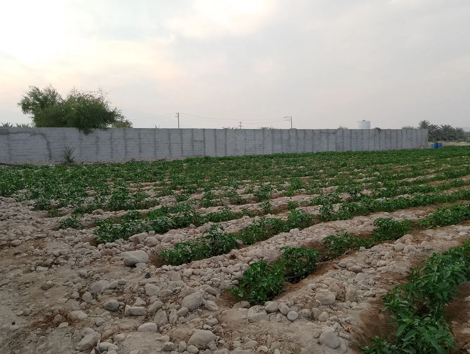 زمین کلنگی در دهستان سرخون
