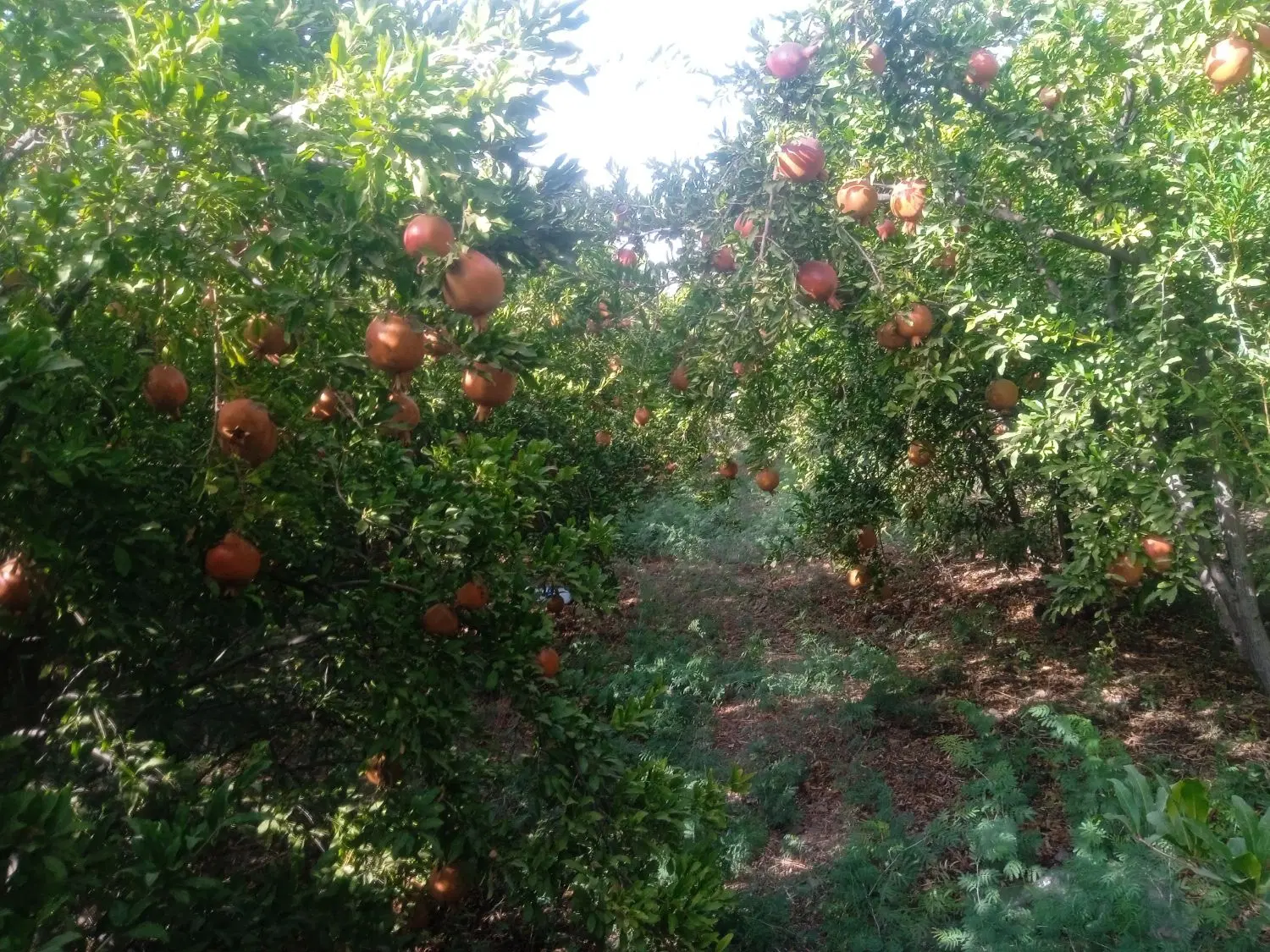 باغ تیکه ای