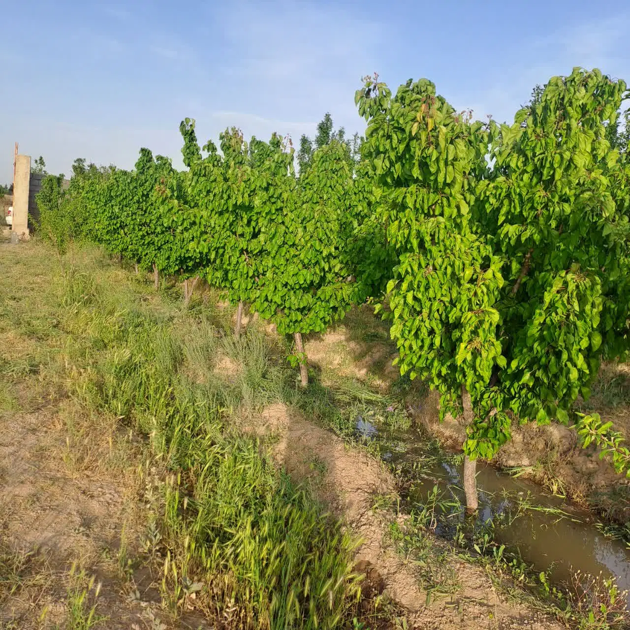 زمین باغ میوه با سهمیه آب با اصالت