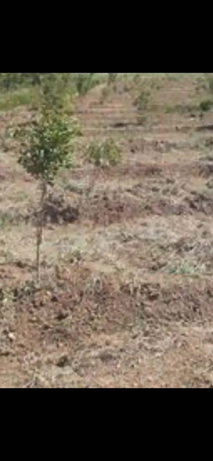 زمین باغی چهاردیواری شده با بنا