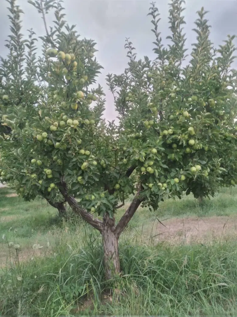 ویلا ، باغ ثمری