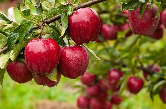 باغ سیب زردالو در تازه شهر نزدیک ساخت سازها