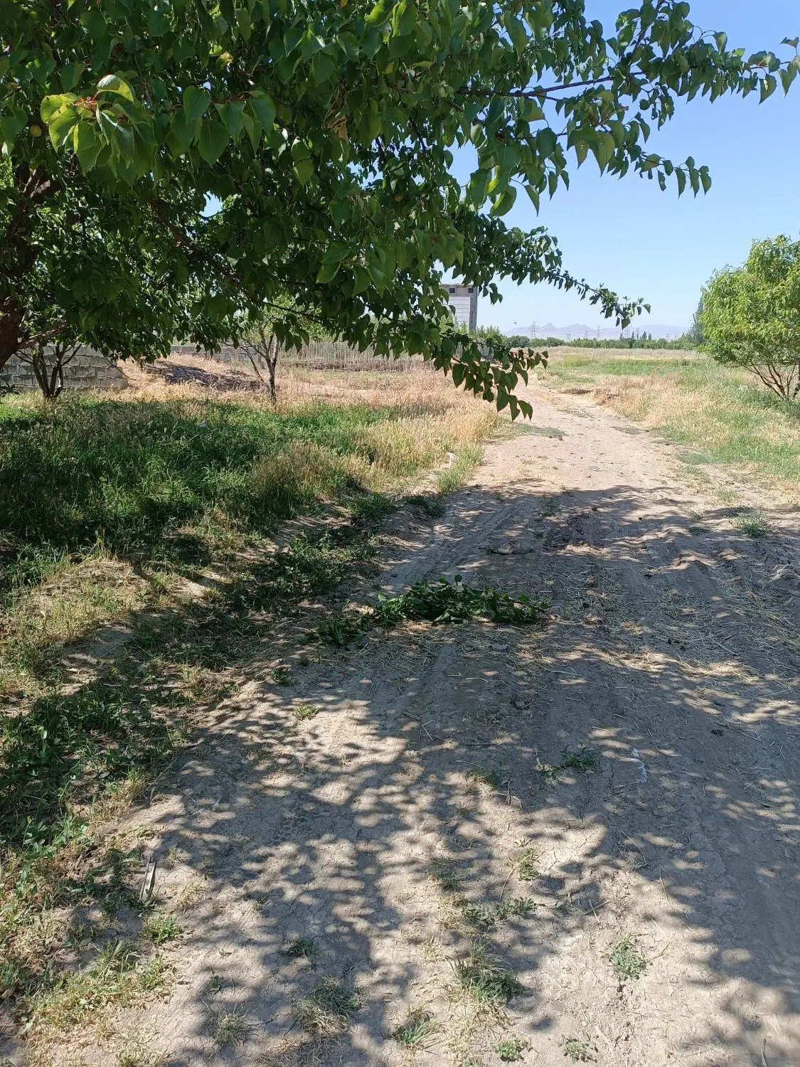 زمین برای خانه باغ