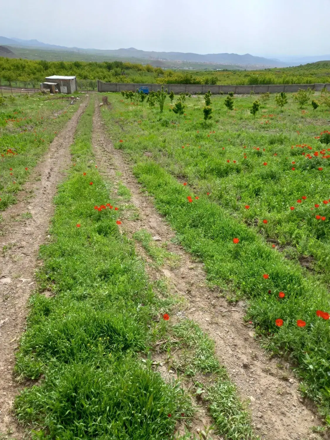 زمین گاوداری