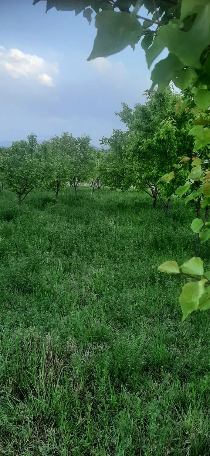 فروش باغ 2000 متری در روستای گردشگری رند