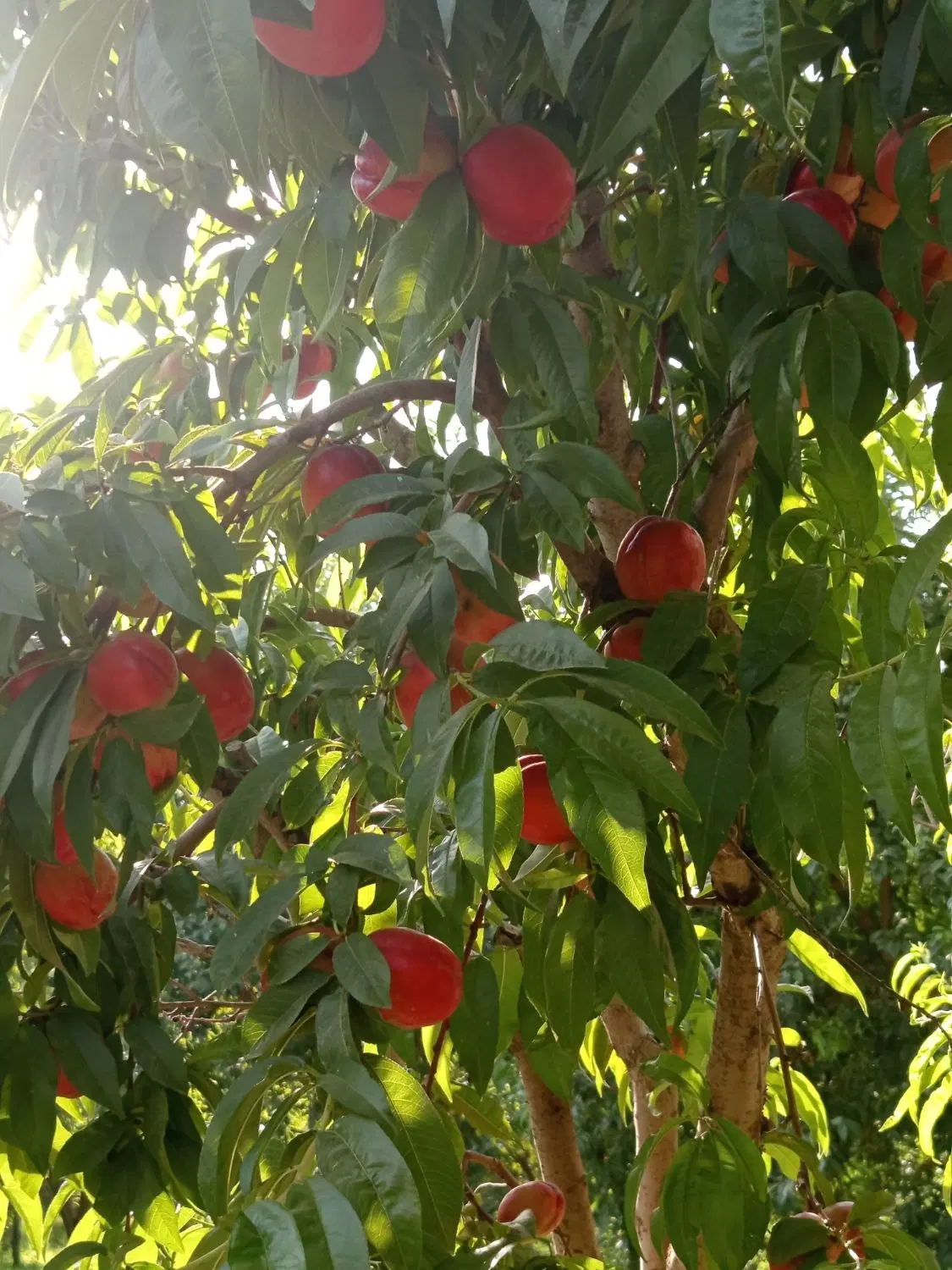 فروش یک قطعه باغ کوچک برای خانه باغ