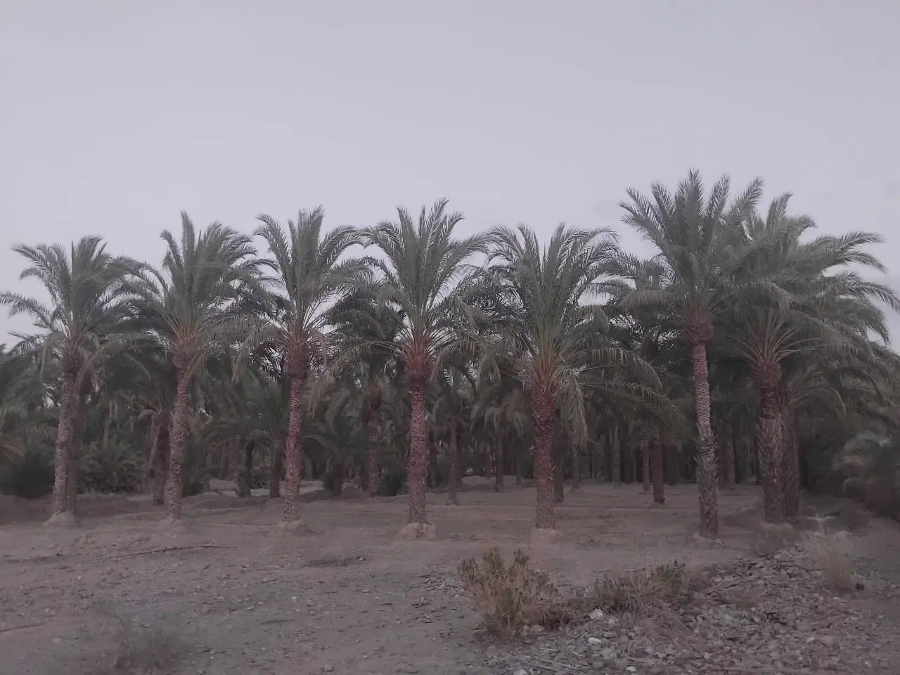 زمین کشاورزی