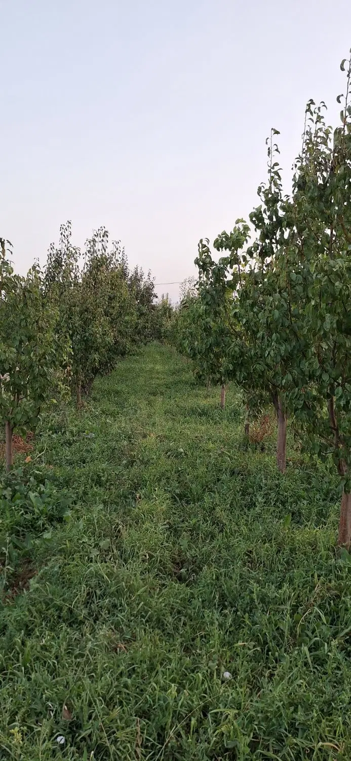 باغ گلابی