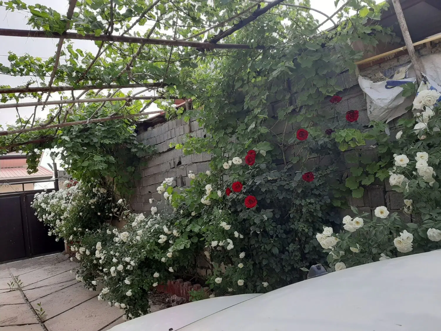باغ ویلا