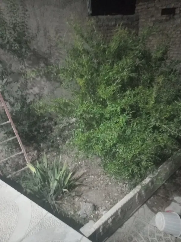 اجاره