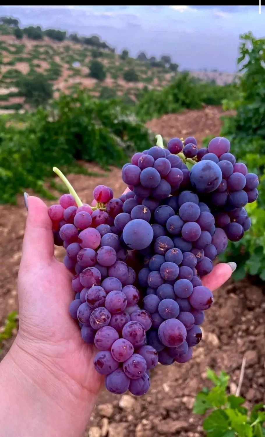 فروش باغ ثمری