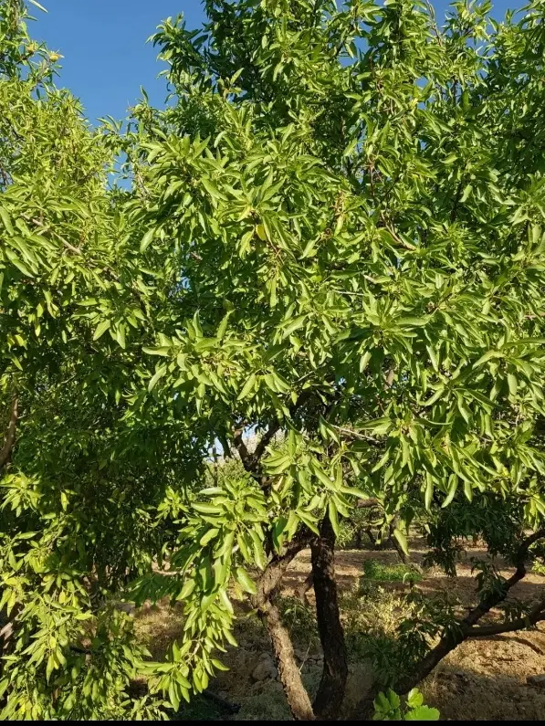 باغ