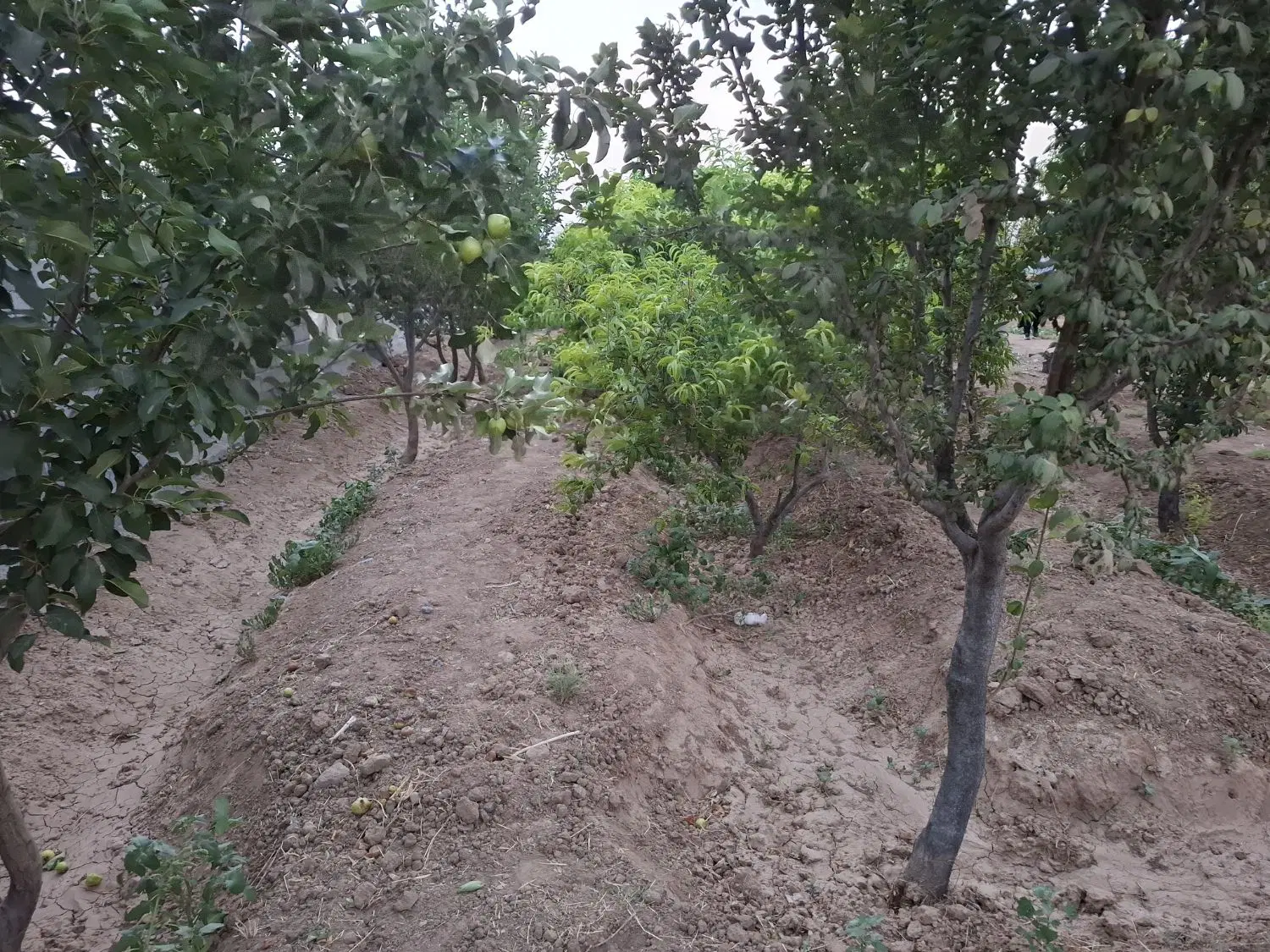 باغچه ۲۸۰ متر چهاردیواری