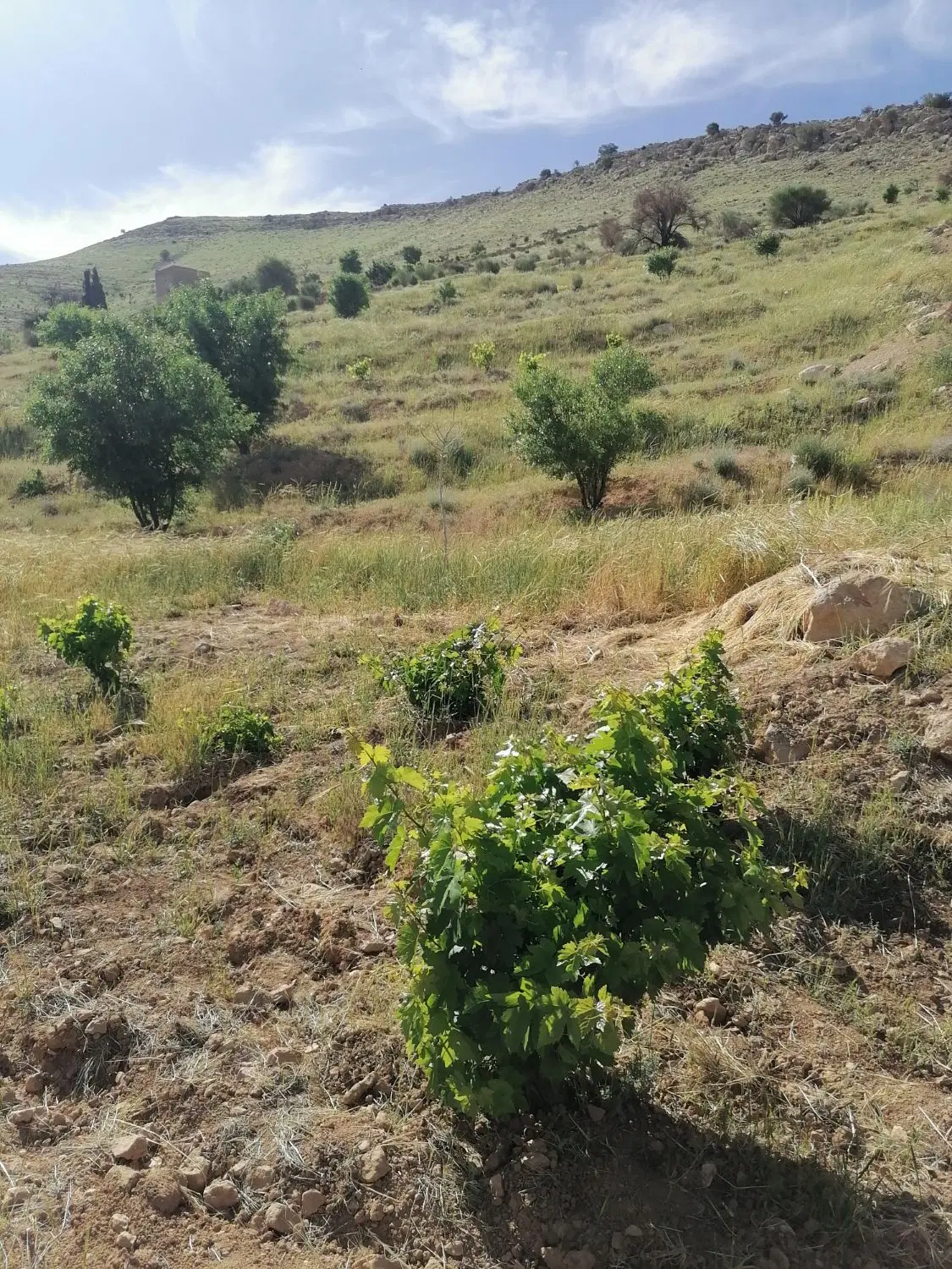 باغ انگوری بش کنارچاده