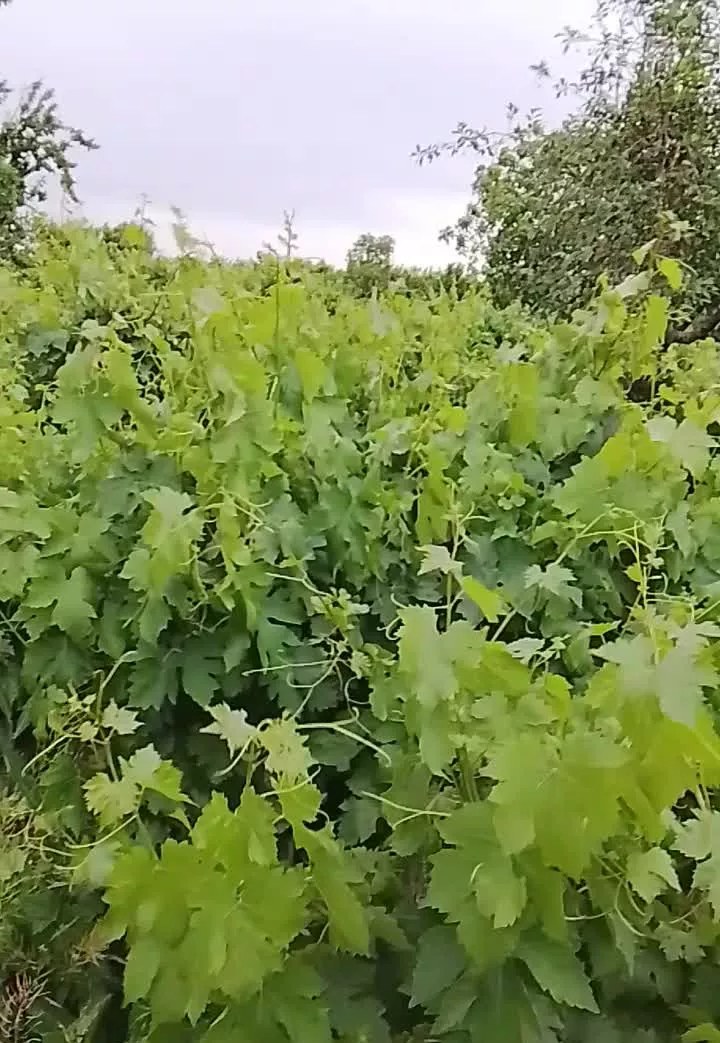 باغ انگور از بهترین انگور عسکری ومجلسی