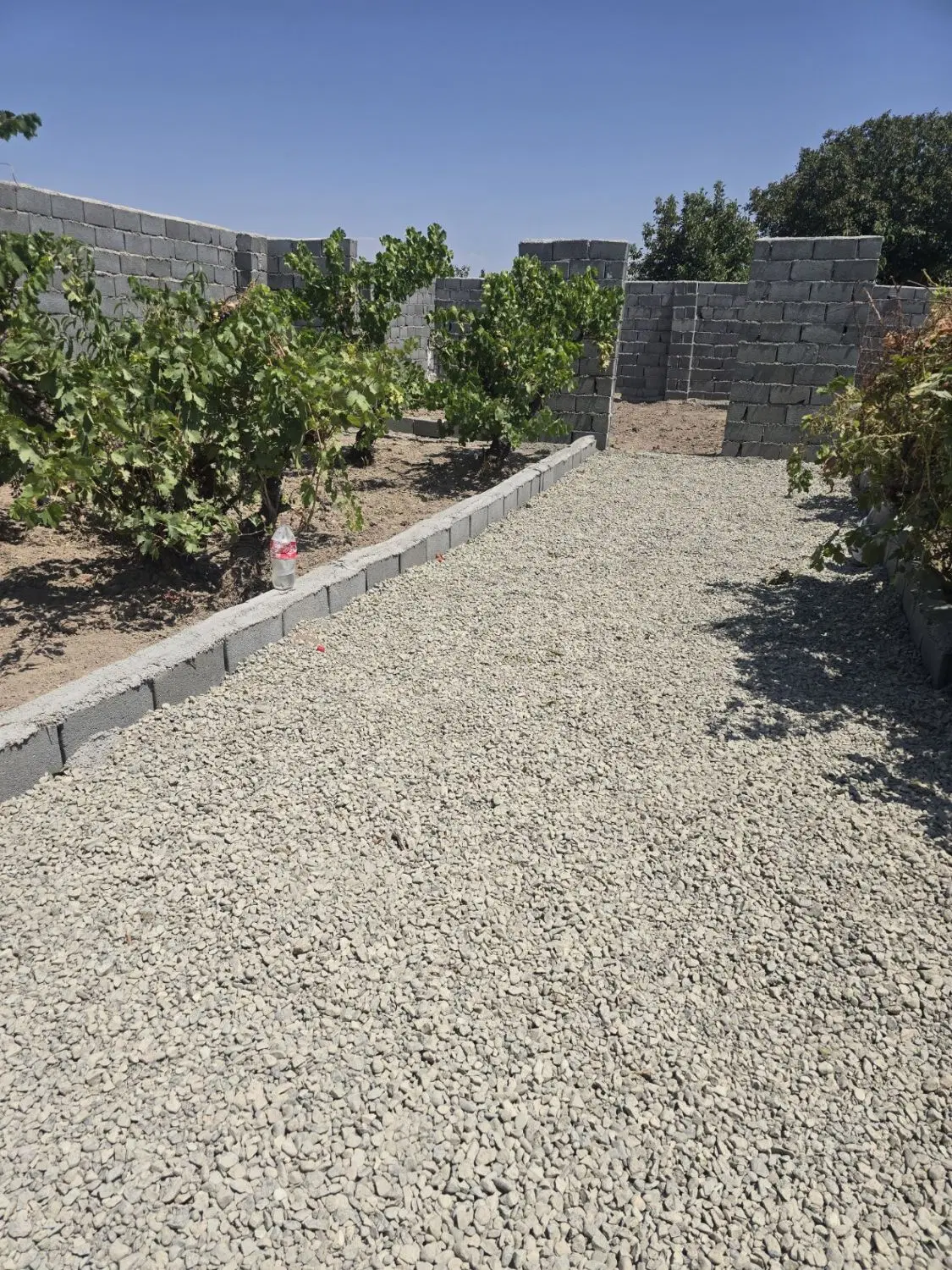 باغ انگوری قدیمی