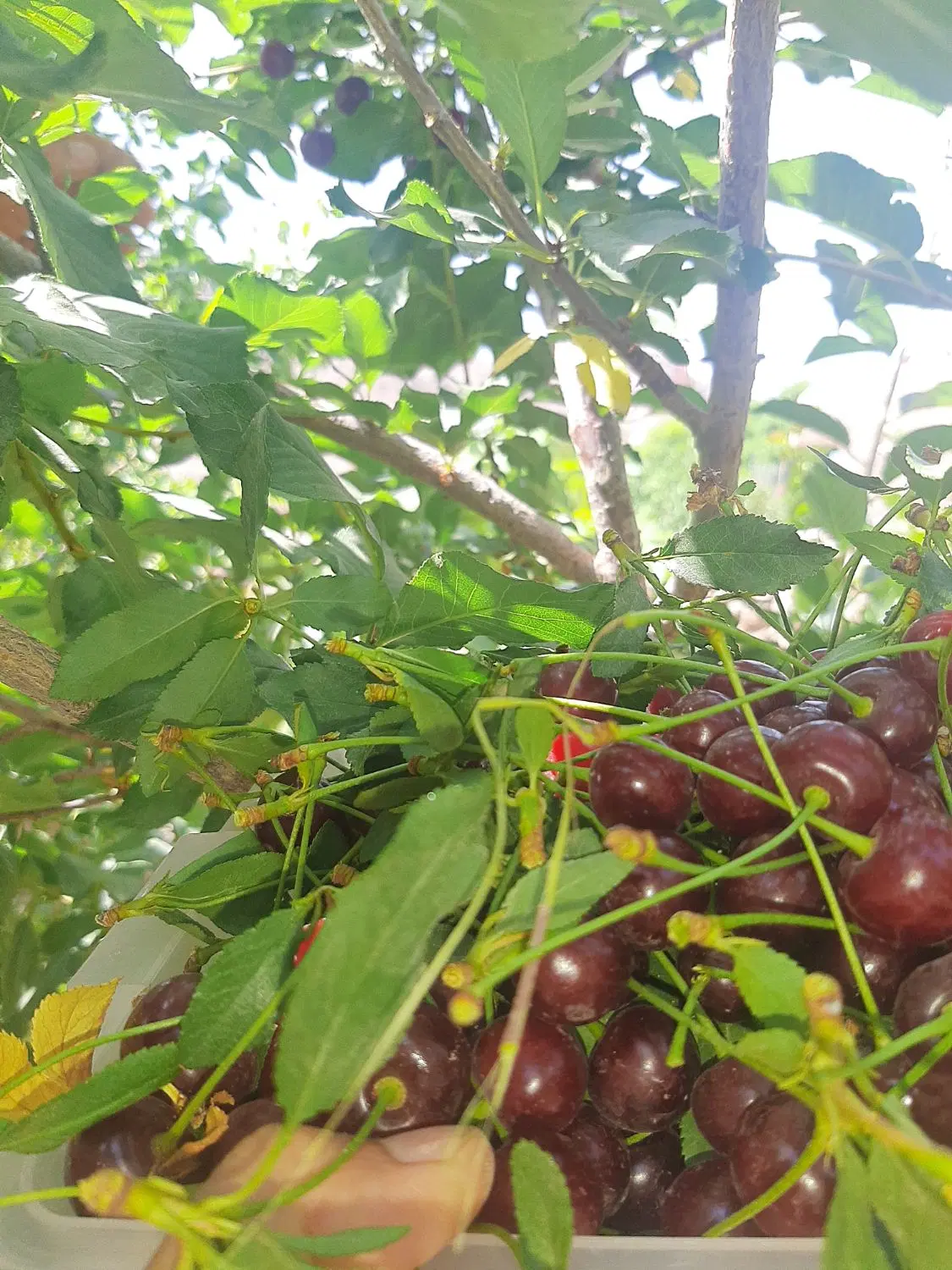 خونه باغچه اودرج