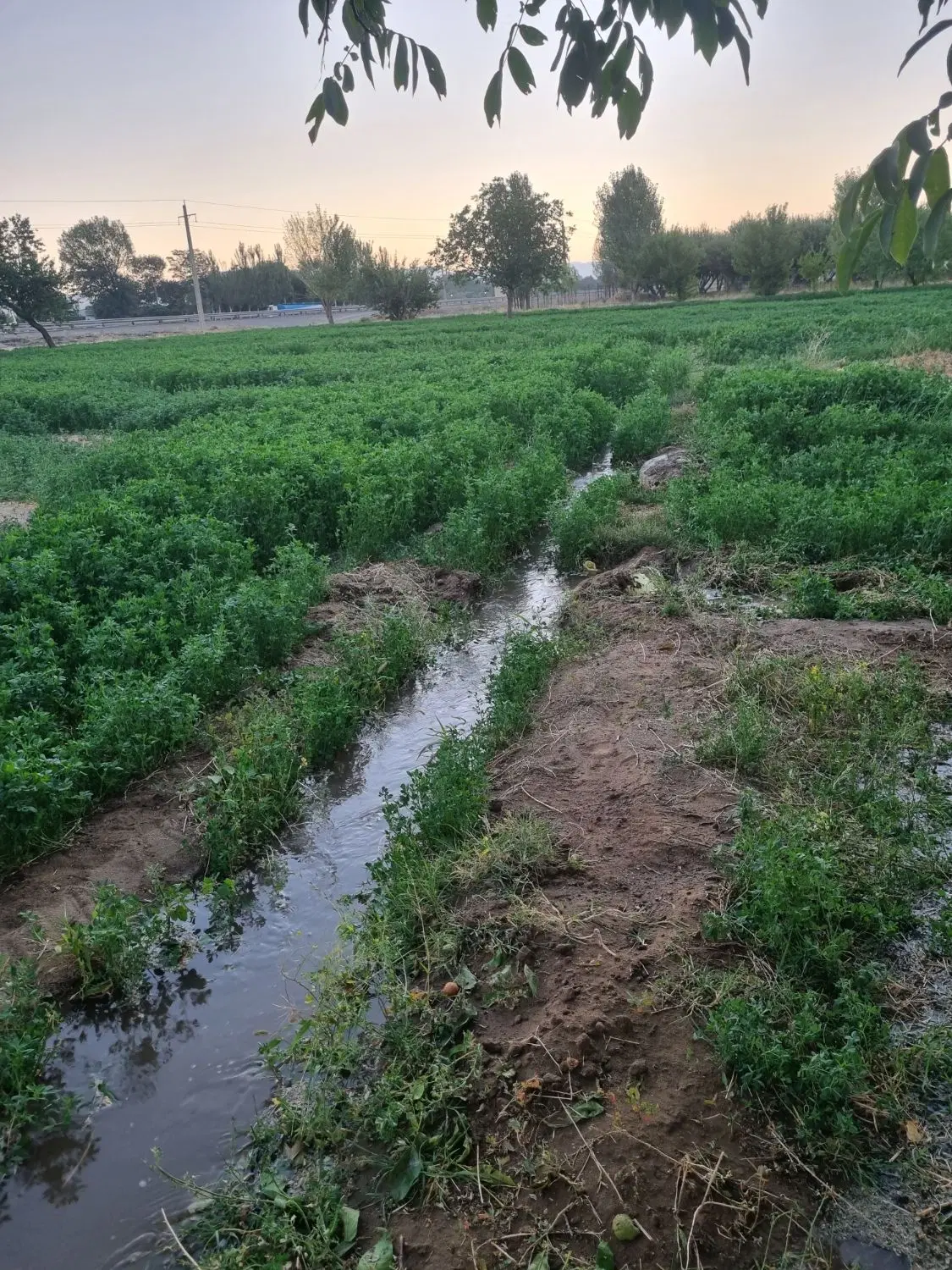 زمین کشاورزی