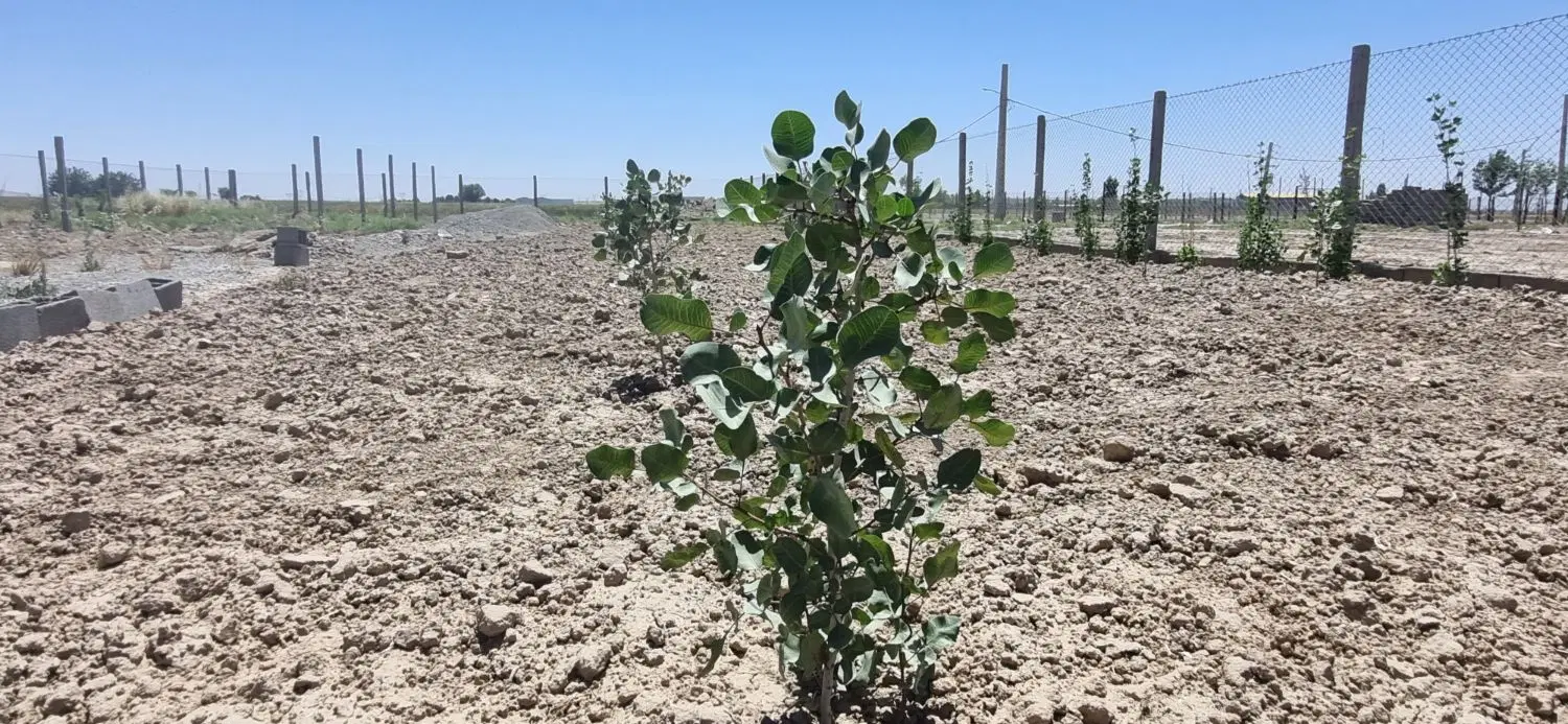 باغ پسته معاوضه با ماشین
