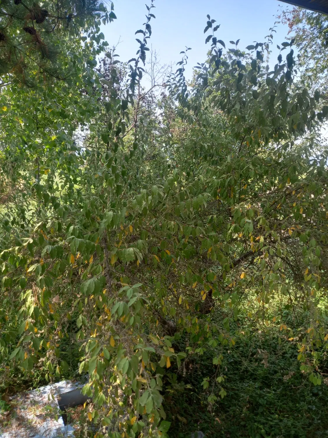 ویلایی درنزدیکی شهر