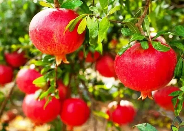 فروش باغ