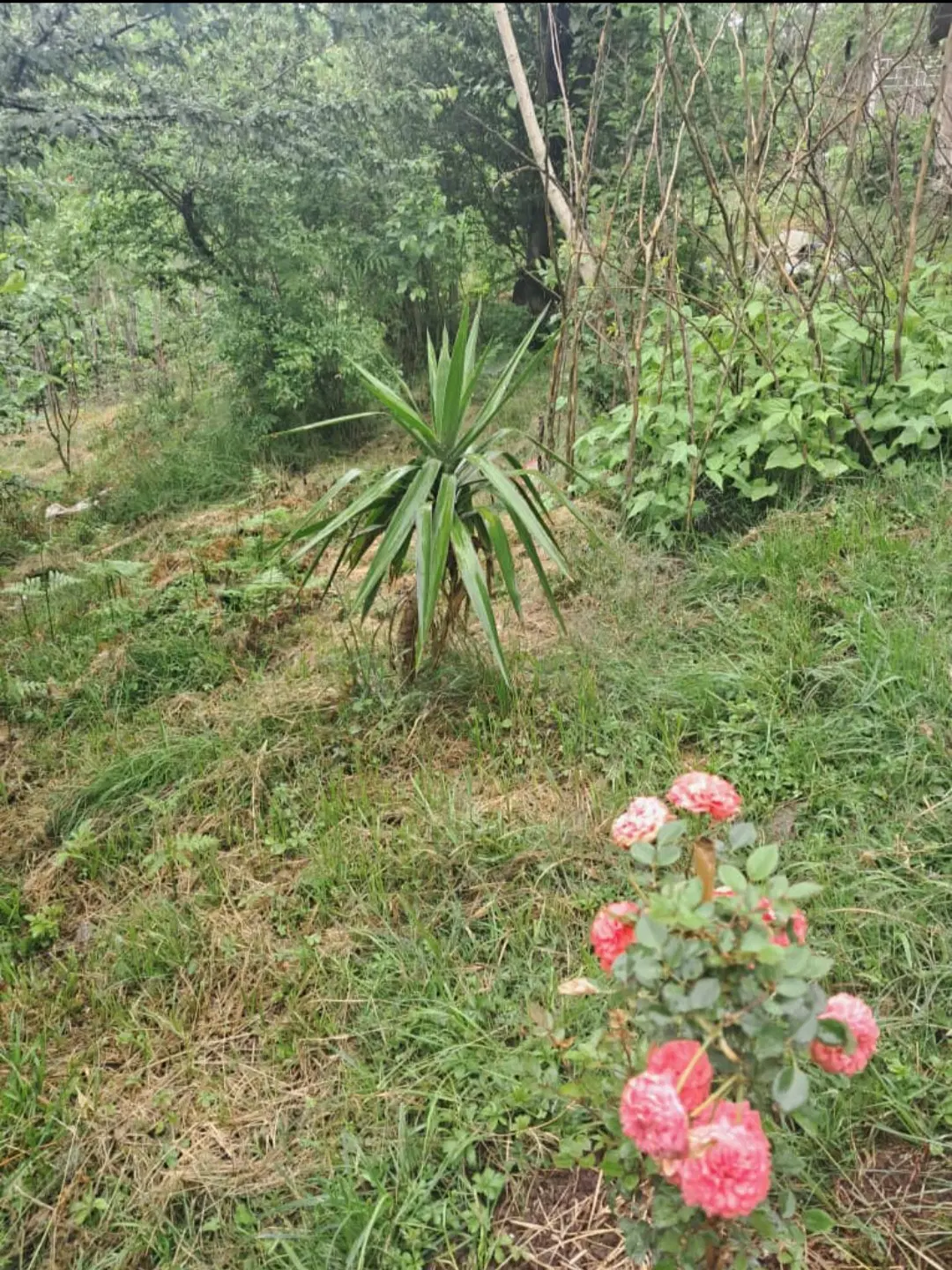 خانه و زمین در روستای دیزکوه