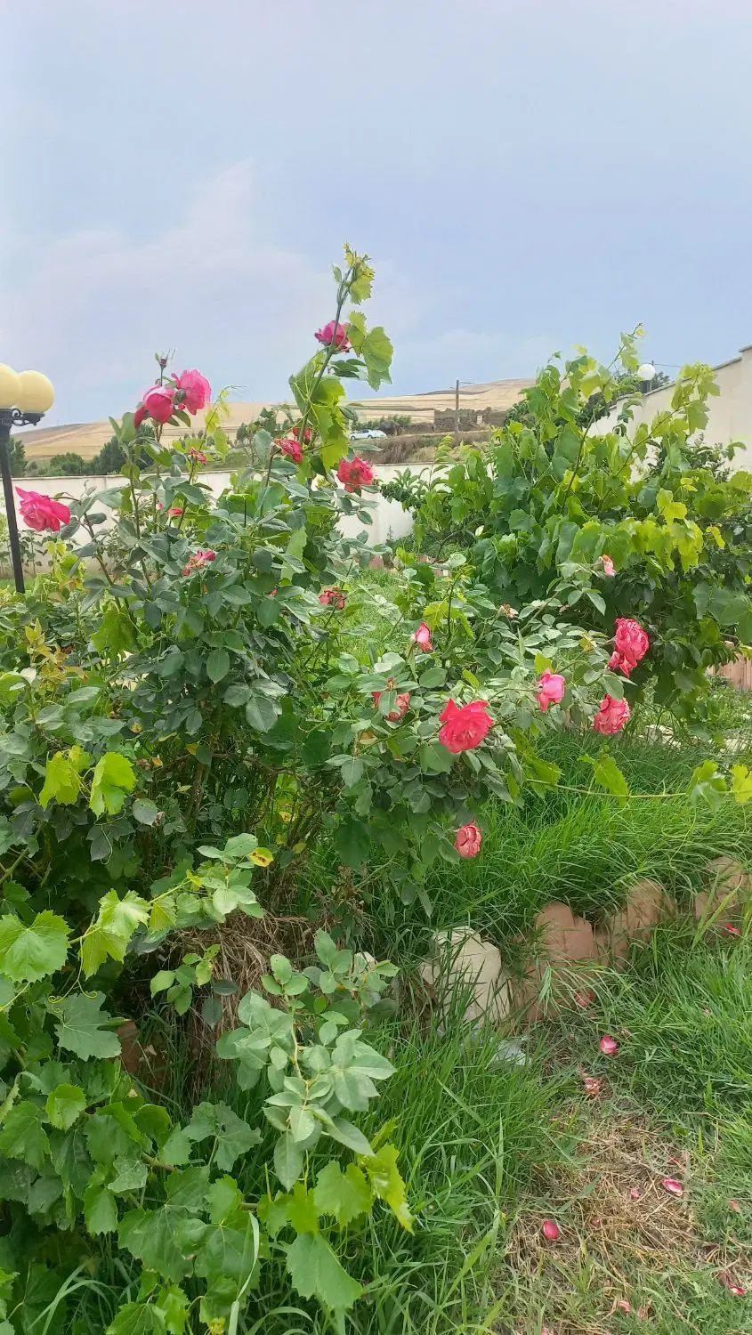 فروش خانه ویلایی و باغ